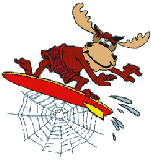 Surfing Moose