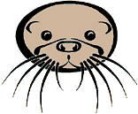 Otter Face