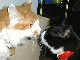 Murdock and Kit-Kat